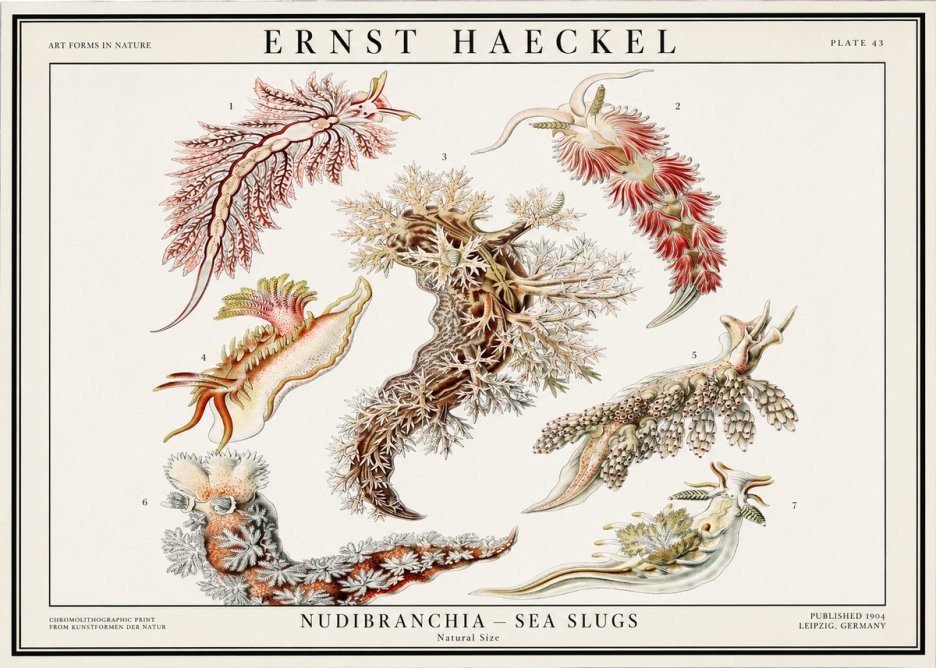 Ernst Haeckel Nudibranchia – Sea Slugs No1 - Póster