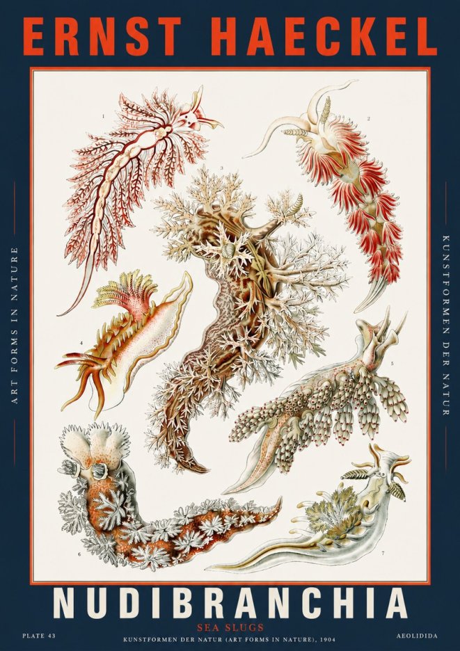 Ernst Haeckel Nudibranchia – Sea Slugs No5 - Póster