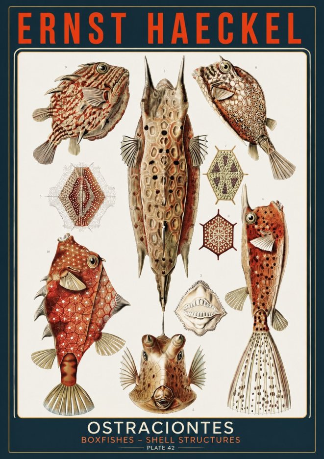 Ernst Haeckel Ostracodes Crustacea No5 - Póster