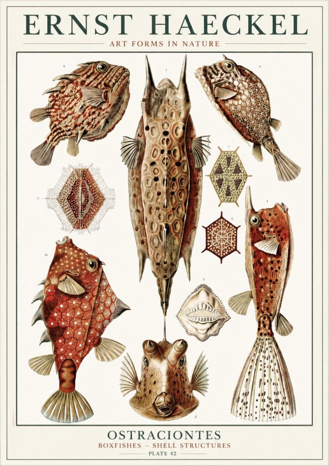 Ernst Haeckel Ostracodes Crustacea No6 - Póster