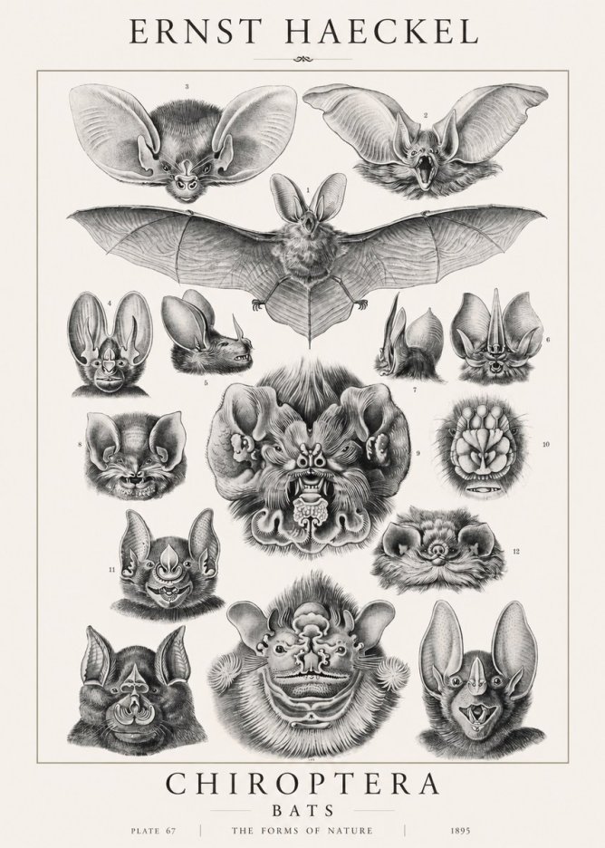 Ernst Haeckel Chiroptera Bats No1 - Póster