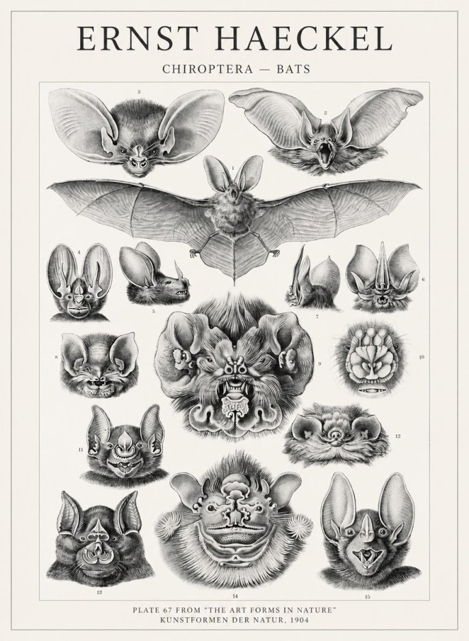 Ernst Haeckel Chiroptera Bats No4 - Póster