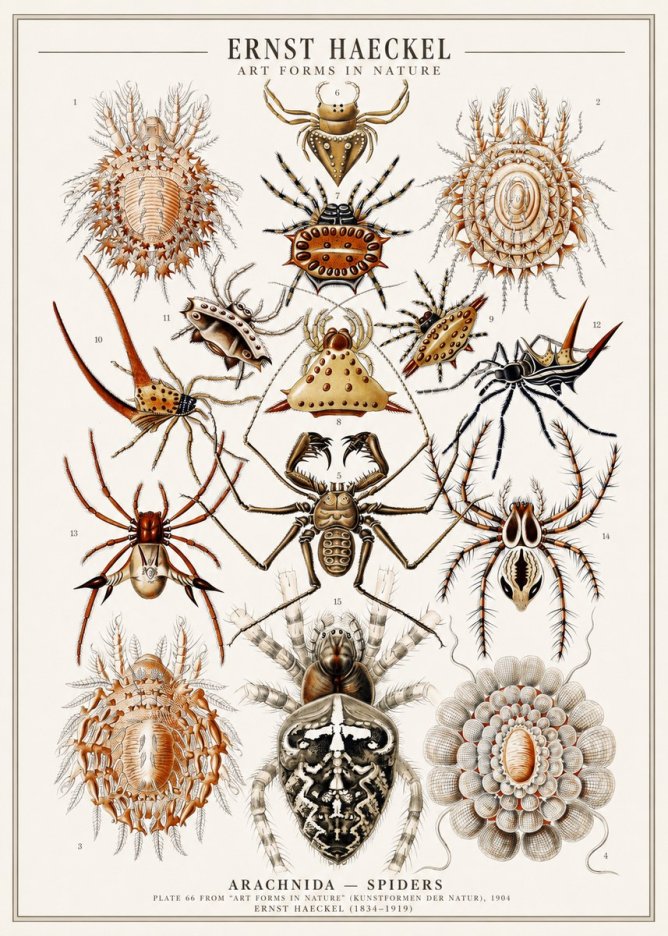 Ernst Haeckel Arachnida — Spiders No1 - Póster