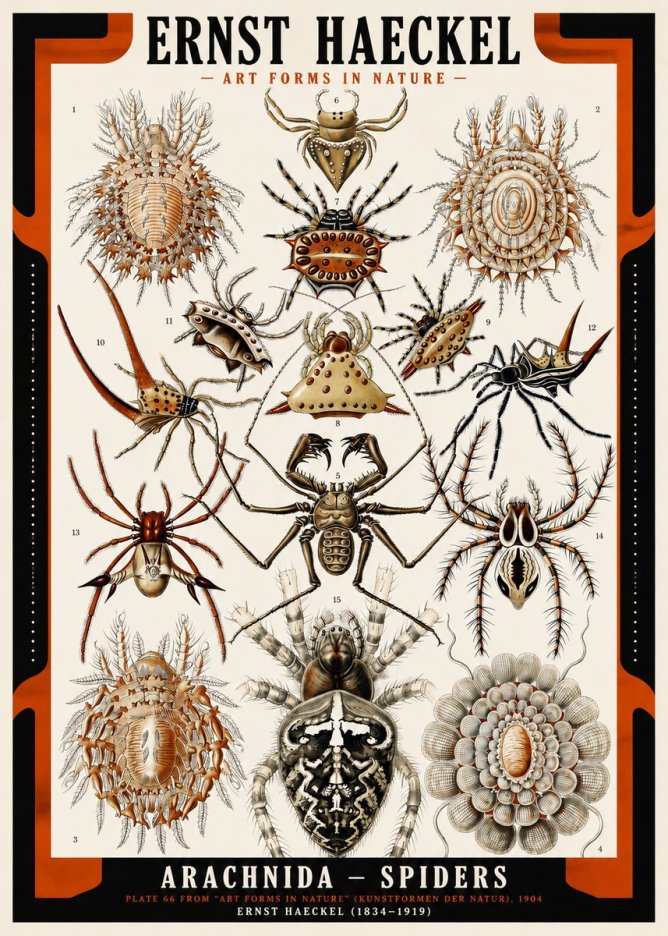 Ernst Haeckel Arachnida — Spiders No2 - Póster