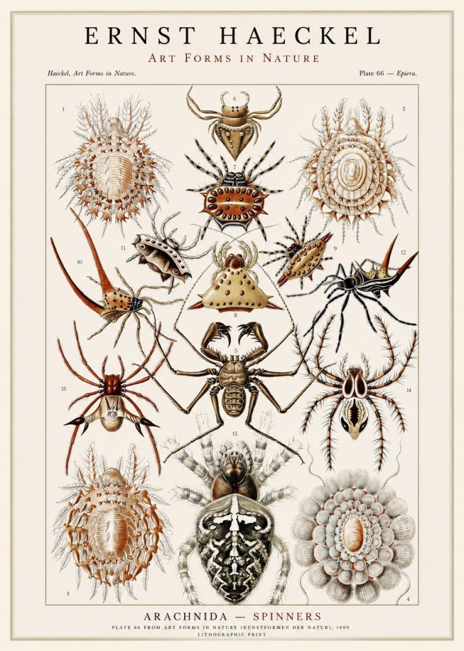 Ernst Haeckel Arachnida — Spiders No3 - Póster