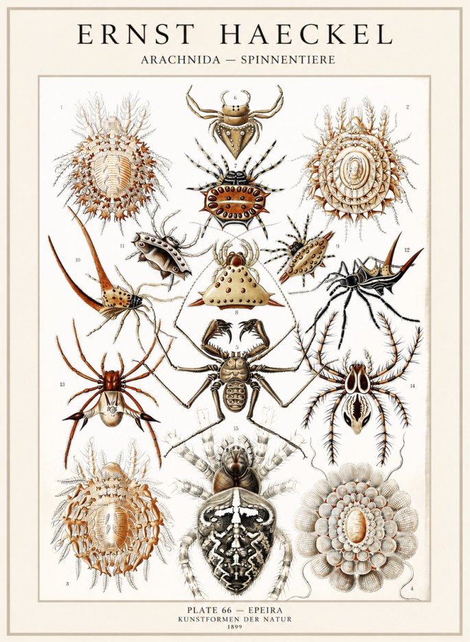 Ernst Haeckel Arachnida — Spiders No4 - Póster