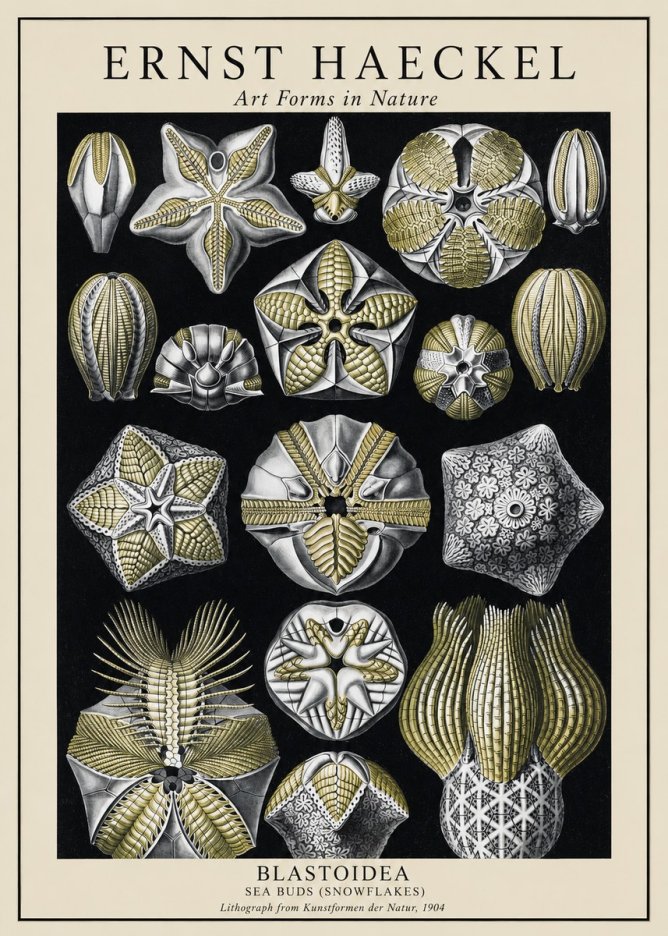 Ernst Haeckel Blastoidea Sea Buds (Snowflakes) No1 - Póster
