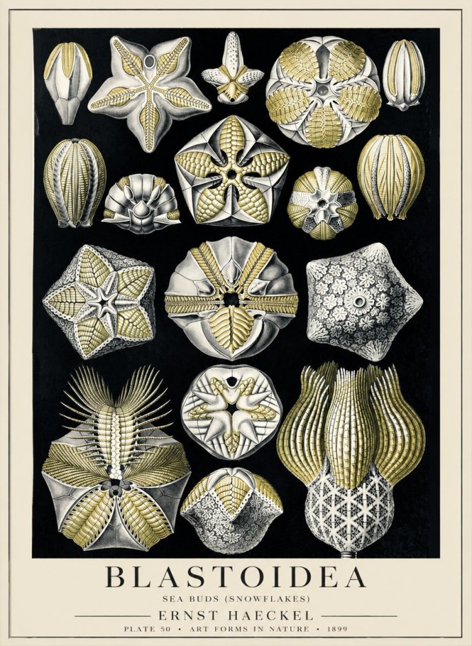 Ernst Haeckel Blastoidea Sea Buds (Snowflakes) No5 - Póster