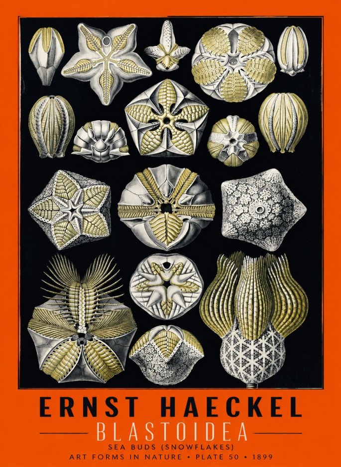 Ernst Haeckel Blastoidea Sea Buds (Snowflakes) No6 - Póster