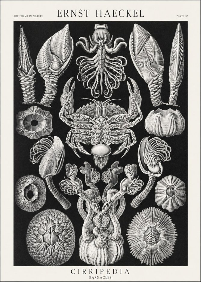 Ernst Haeckel Cirripedia Barnacles No3 - Póster
