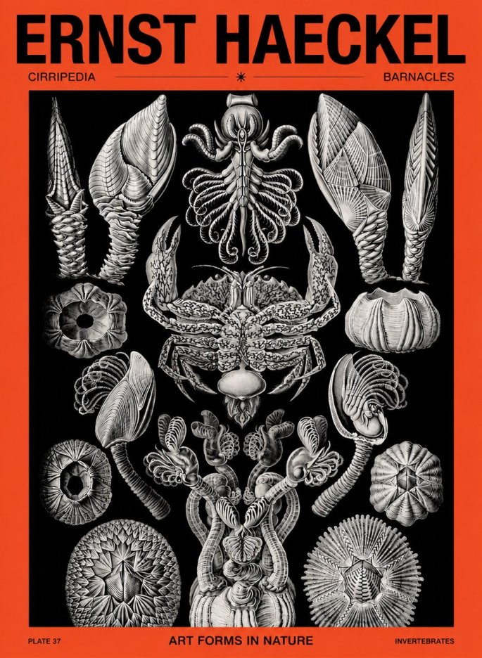 Ernst Haeckel Cirripedia Barnacles No5 - Póster