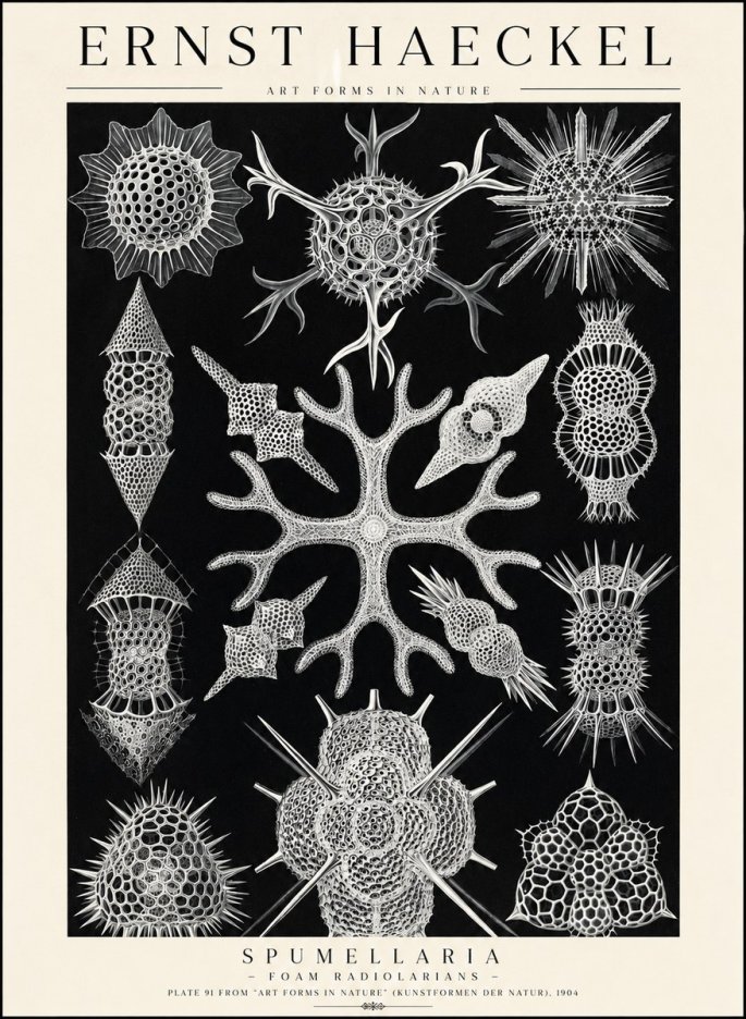 Ernst Haeckel Spumellaria No1 - Póster