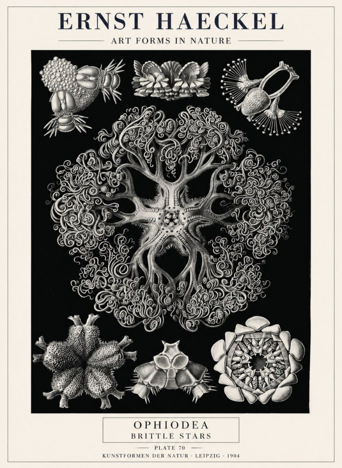 Ernst Haeckel Ophiodea - Brittle Stars II No4 - Póster