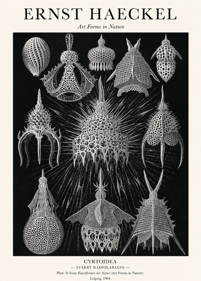 Ernst Haeckel Cyrtoidea - Starry Radiolarians No1 - Póster