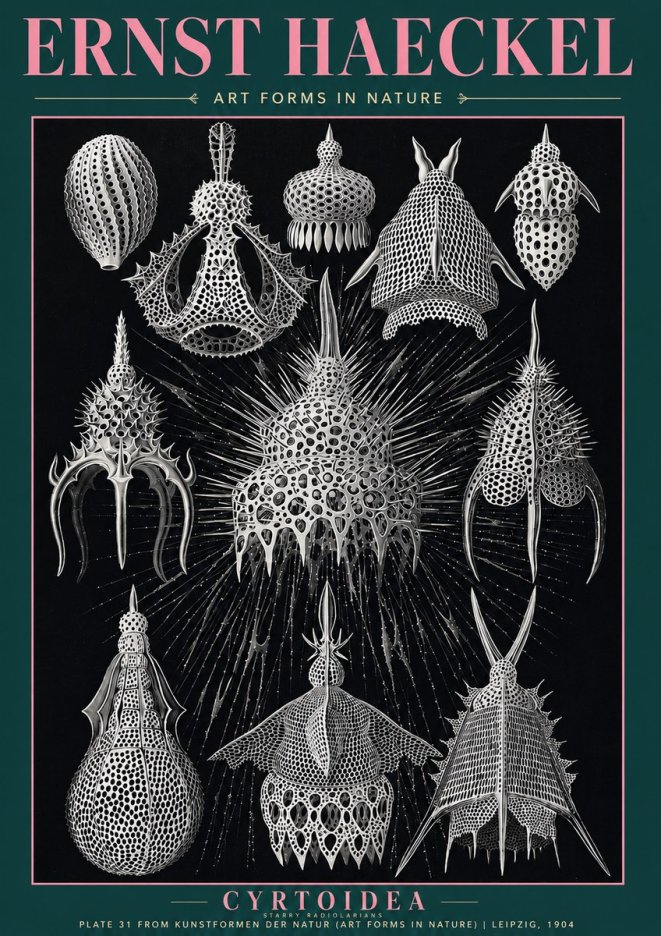 Ernst Haeckel Cyrtoidea - Starry Radiolarians No3 - Póster