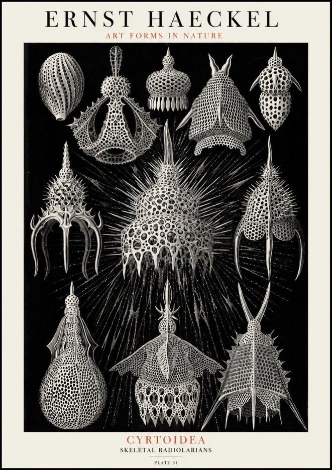 Ernst Haeckel Cyrtoidea - Starry Radiolarians No4 - Póster