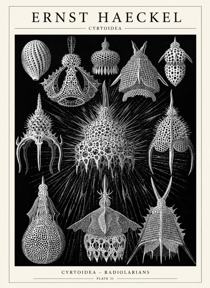 Ernst Haeckel Cyrtoidea - Starry Radiolarians No6 - Póster