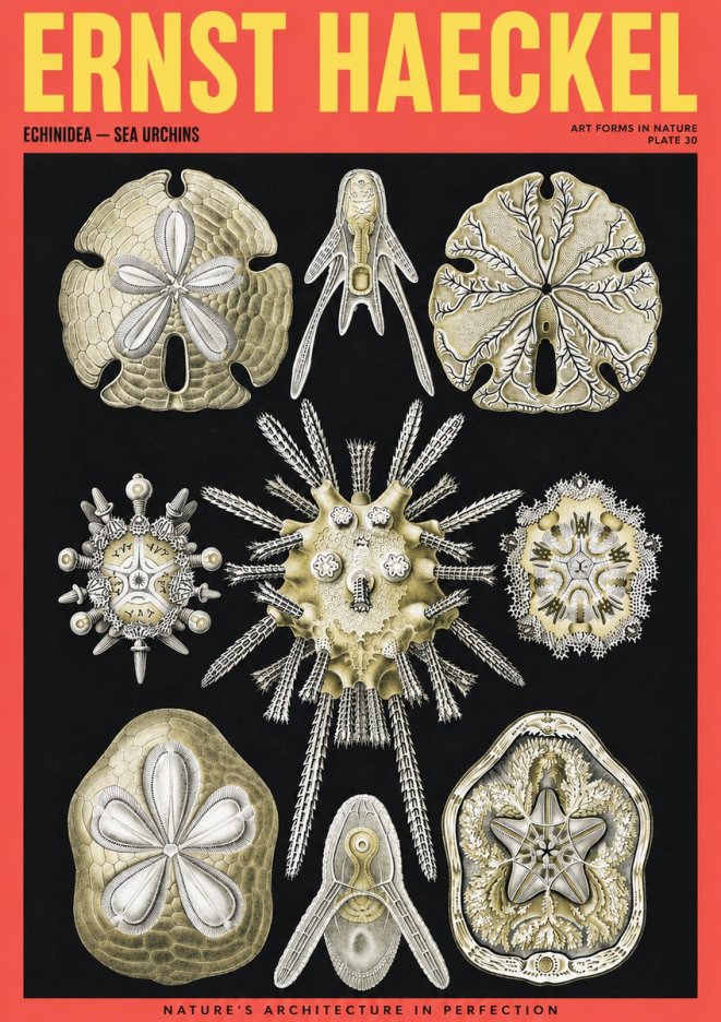 Ernst Haeckel Echinidea — Sea Urchins No2 - Póster