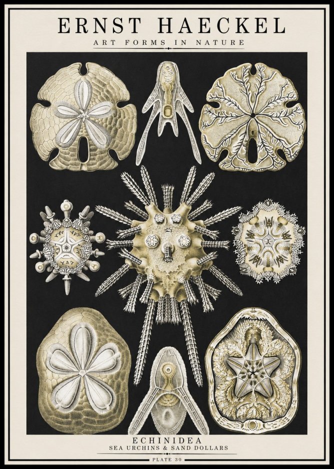Ernst Haeckel Echinidea — Sea Urchins No4 - Póster