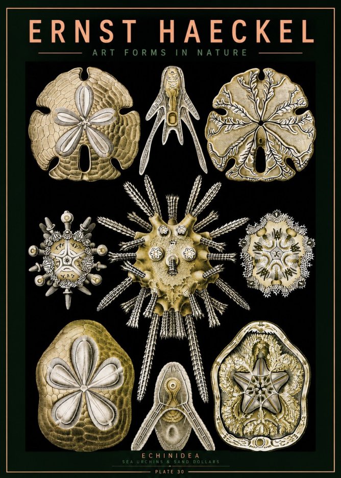 Ernst Haeckel Echinidea — Sea Urchins No5 - Póster