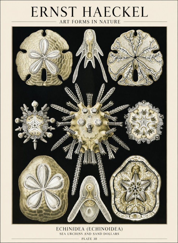 Ernst Haeckel Echinidea — Sea Urchins No6 - Póster