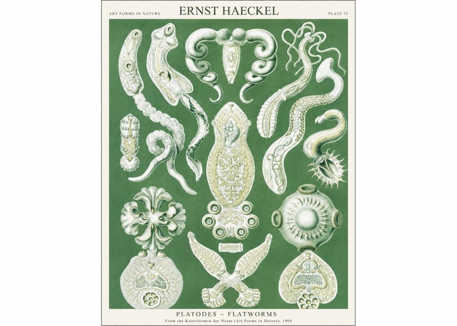 Ernst Haeckel Platodes – Flatworms No1 - Póster