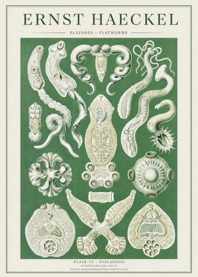 Ernst Haeckel Platodes – Flatworms No2 - Póster