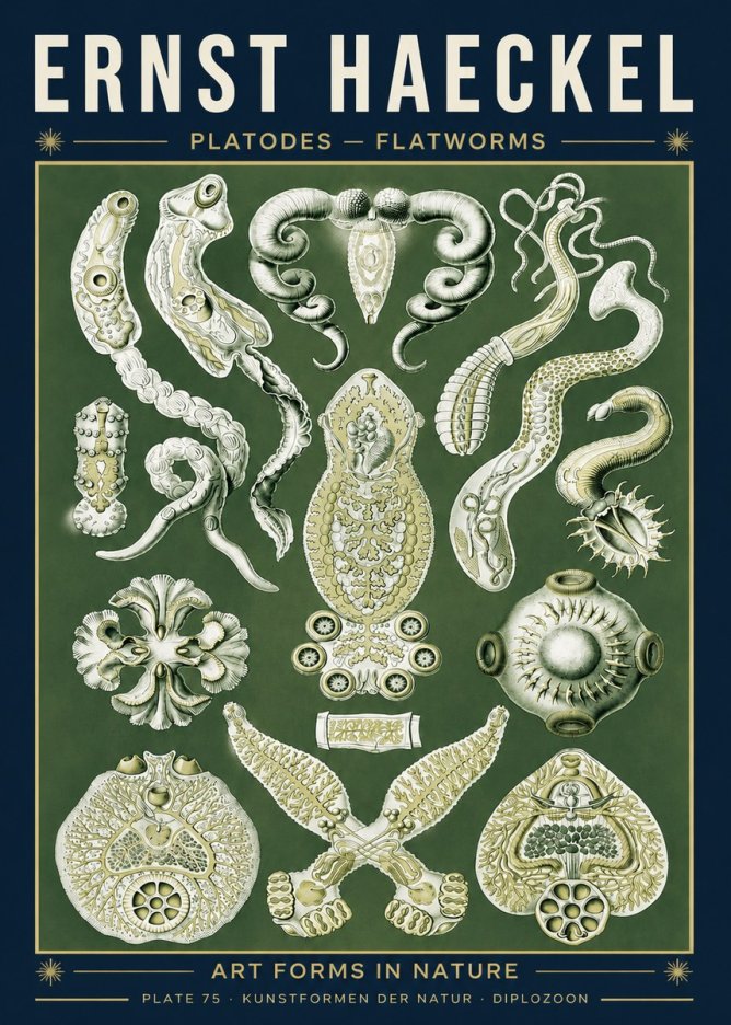 Ernst Haeckel Platodes – Flatworms No5 - Póster