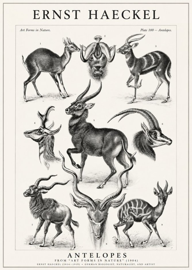Ernst Haeckel Antelopes No1 - Póster
