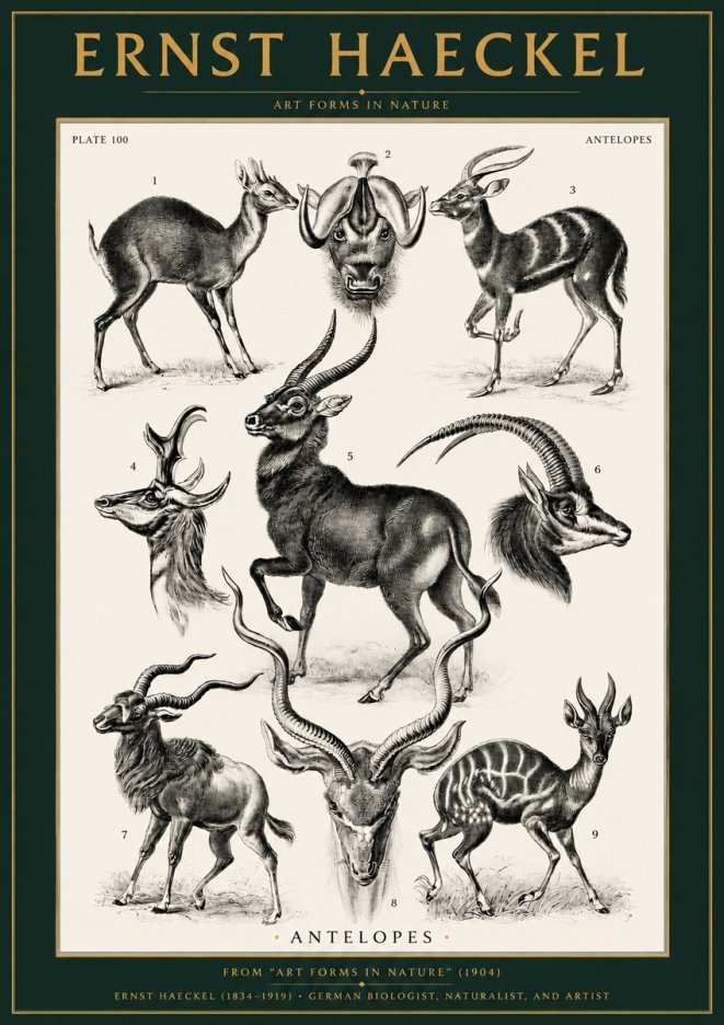 Ernst Haeckel Antelopes No2 - Póster