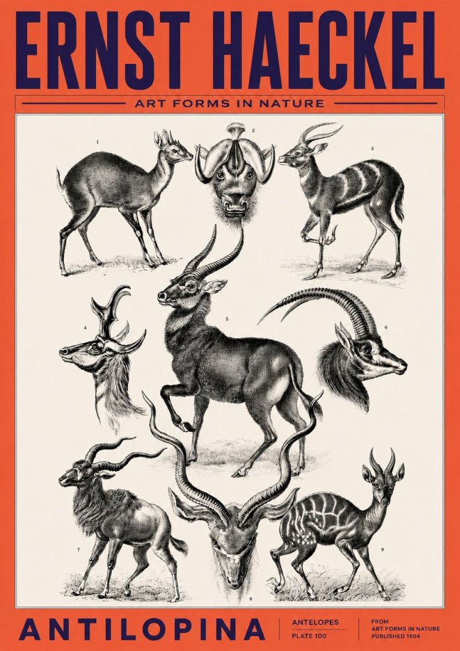 Ernst Haeckel Antelopes No6 - Póster