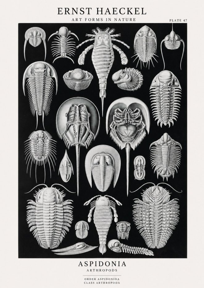 Ernst Haeckel Aspidonia No1 - Póster