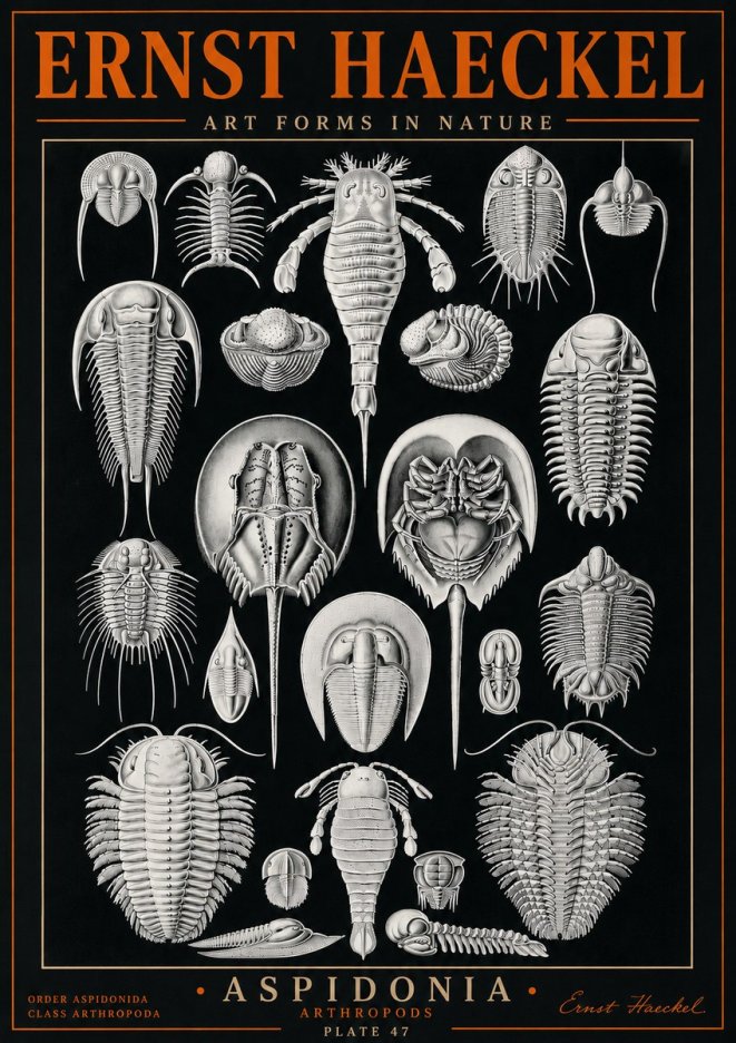 Ernst Haeckel Aspidonia No5 - Póster