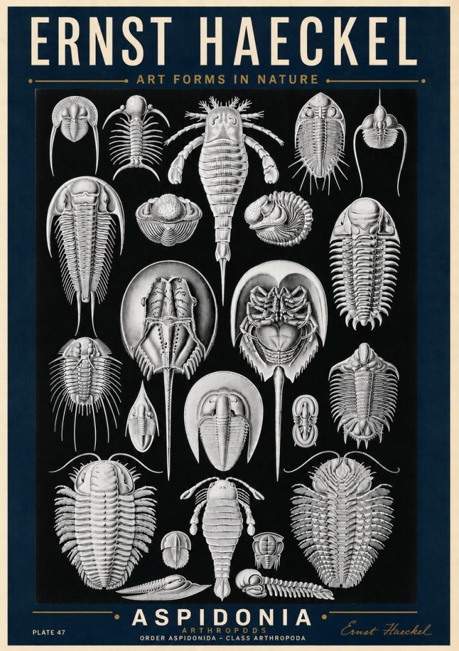 Ernst Haeckel Aspidonia No6 - Póster