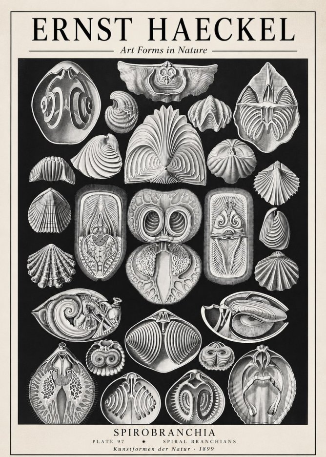 Ernst Haeckel Spirobranchia No1 - Póster