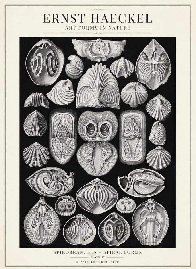 Ernst Haeckel Spirobranchia No4 - Póster