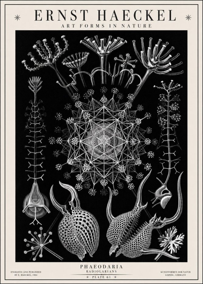 Ernst Haeckel Phaeodaria Radiolarians - Plate 61 No1 - Póster