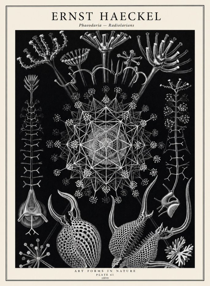 Ernst Haeckel Phaeodaria Radiolarians - Plate 61 No2 - Póster