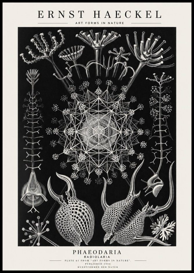 Ernst Haeckel Phaeodaria Radiolarians - Plate 61 No4 - Póster