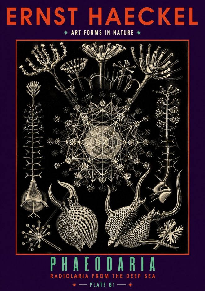 Ernst Haeckel Phaeodaria Radiolarians - Plate 61 No6 - Póster