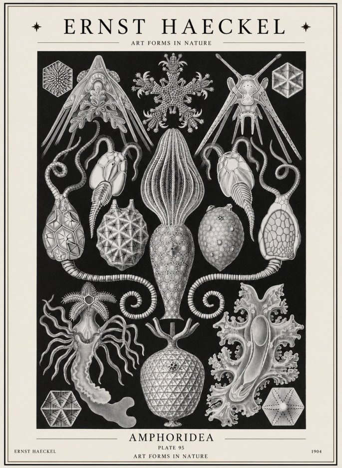 Ernst Haeckel Amphoridea No1 - Póster