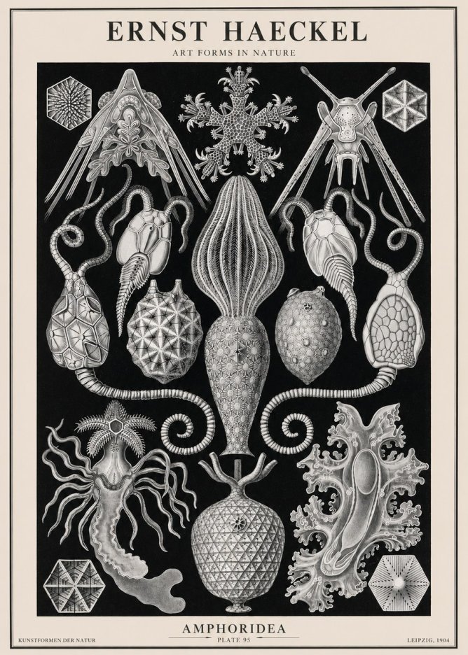 Ernst Haeckel Amphoridea No2 - Póster
