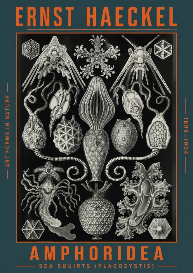 Ernst Haeckel Amphoridea No4 - Póster