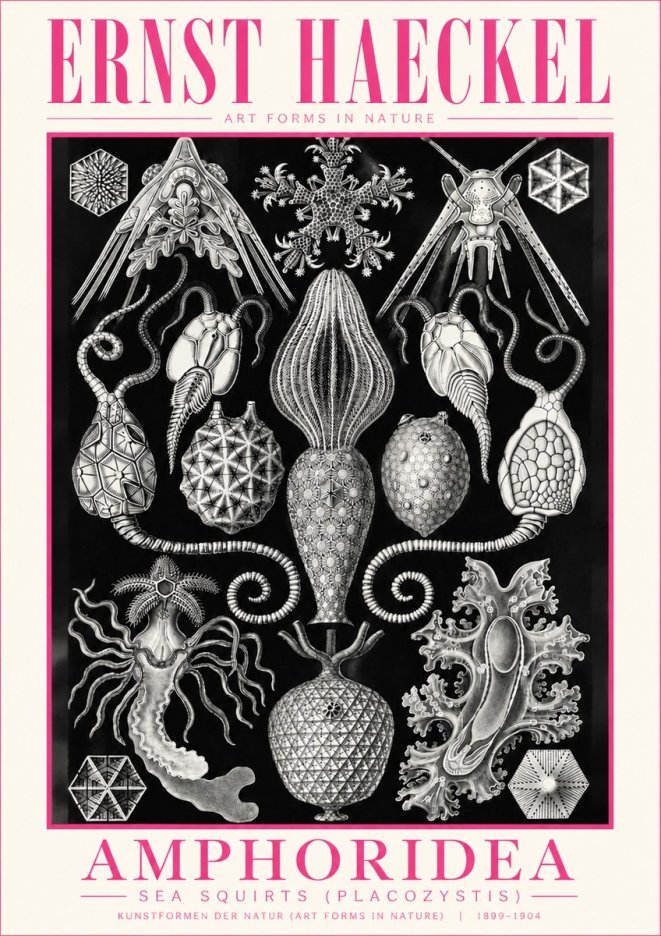 Ernst Haeckel Amphoridea No5 - Póster