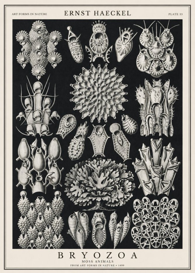 Ernst Haeckel Bryozoa No1 - Póster