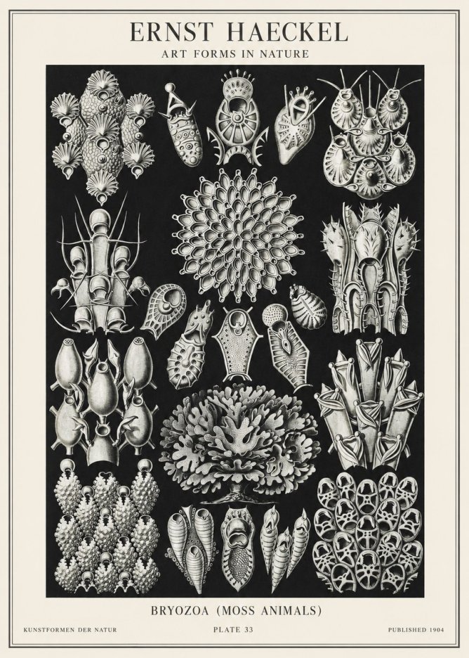 Ernst Haeckel Bryozoa No2 - Póster
