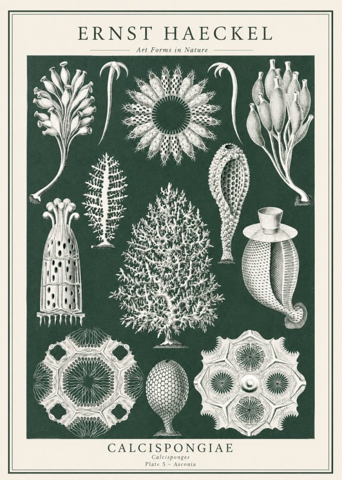 Ernst Haeckel Calcispongiae - Calcisponiges - Plate 5 - Asconia No1 - Póster