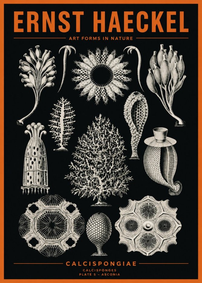 Ernst Haeckel Calcispongiae - Calcisponiges - Plate 5 - Asconia No2 - Póster