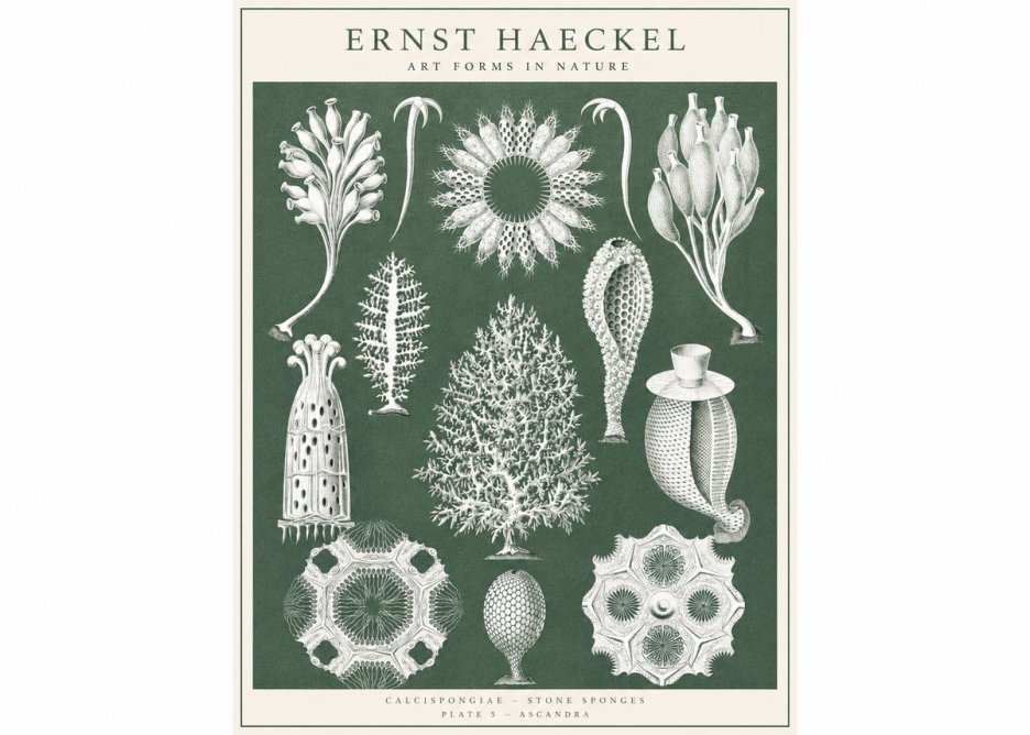 Ernst Haeckel Calcispongiae - Calcisponiges - Plate 5 - Asconia No3 - Póster