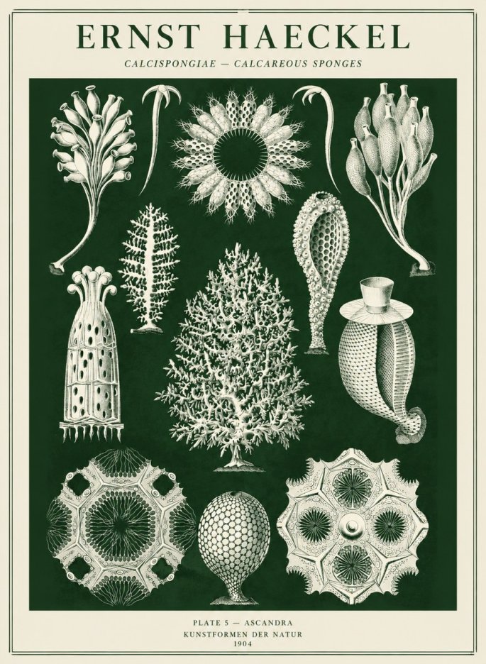 Ernst Haeckel Calcispongiae - Calcisponiges - Plate 5 - Asconia No5 - Póster